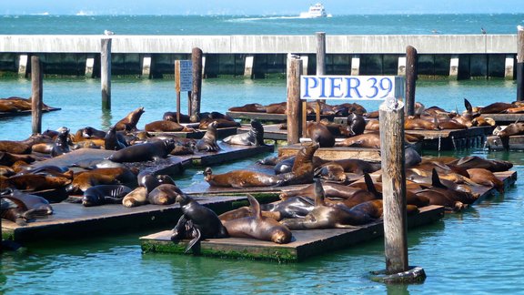 Sanfrancisko "Pier 39" jūras lauvas - 60