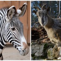 Neīstās aitas un pasaulē lielākās zebras – jaunpienācēji Rīgas zoo