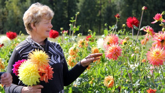 Rita Zaļais, Zaļais, dālijas, dāliju kolekcionāre