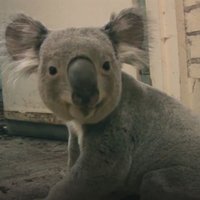 Video: Pa zoo koridoriem drasē koalu mazulis