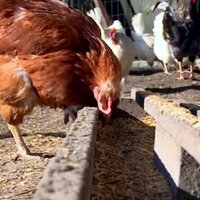 Video: Viesītē vistas dēj dažādu krāsu olas