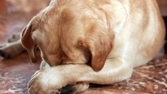 suns kauns apkaunojums labradors 