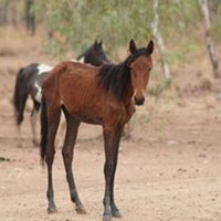 Austrālija plāno izšaut 10 000 savvaļas zirgu