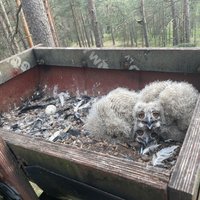 Video: Apdraudētā ūpja ligzdvietā jau rosās pirmie jaunie putnēni