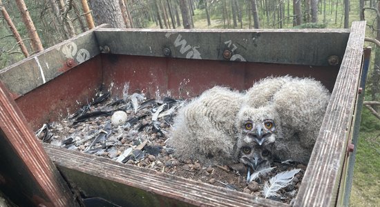 Video: Apdraudētā ūpja ligzdvietā jau rosās pirmie jaunie putnēni