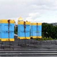 Bišu stropi uz 'Māmuļas' jumta ienesuši 560 kilogramu medus; viens strops – rekordists
