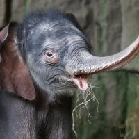 Video: Vecgada dienā Berlīnes Zoodārzā piedzimis ziloņpuika