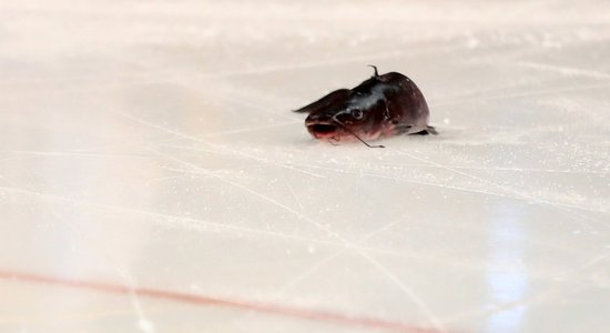 ВИДЕО: Фаната, бросившего на лед сома, хотят привлечь к чистке рыбы на рынке