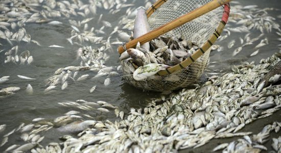 Pie Lubānas Aiviekstes upē VVD atklāj beigtas zivis