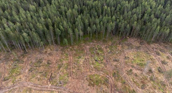 Pāris gados mežu cenas kāpušas par 74%, rēķina 'Latio'