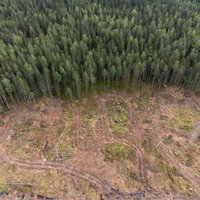 Pāris gados mežu cenas kāpušas par 74%, rēķina 'Latio'