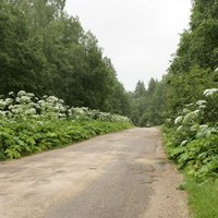 Борщевик продолжает захватывать Латвию