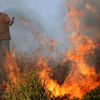 ООН: Лесные пожары в Северном полушарии ускорят глобальное потепление