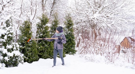 Saber sniegu siltumnīcā un nopurini skujeņu zarus. Dārza darbi, kad zemi klāj sniega sega