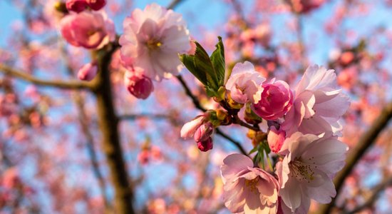 Foto: Uzvaras parkā rāmi plaukst sakuras