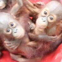 Video: Ņipri orangutēni apmeklē meža skoliņu
