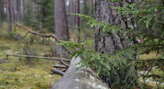 VUGD ar skaņas signālu palīdzību izglābj mežā apmaldījušos cilvēku