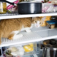 Uzzini, kurus produktus nav ieteicams uzglabāt ledusskapī