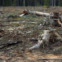 Izdevies pārliecināt EK par Atmežošanas regulas ieviešanas atlikšanu par vienu gadu