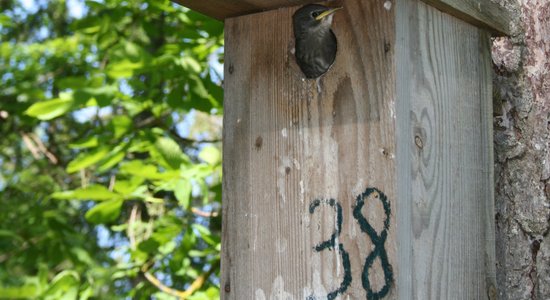 Ieteikumi, kā izgatavot drošu būri mājas strazdam