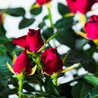 Jūlija vidū Tukumā norisināsies Mazie rožu svētku – Rožu dienas