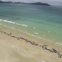 150 дельфинов выбросились на берег Новой Зеландии. Часть пришлось усыпить