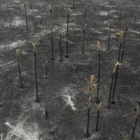 Бразилия отказалась от денег "Большой семерки" на тушение лесных пожаров