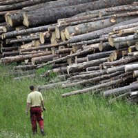 Вырубка лесов в Латвии выросла почти на миллион кубометров