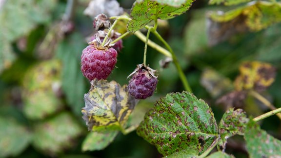 avenes, rudens avenes, aveņu lapu sīkplankumainība