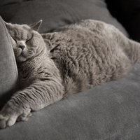 Gulēt tā, kā gribas: dīvāna lietošanas fotoinstrukcija no kaķa skatu punkta