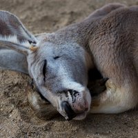 ВИДЕО. Кенгуру спит в странной позе, это подозрительно: на Рижский зоопарк пожаловались в полицию