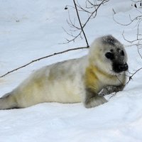 ФОТО, ВИДЕО. В Рижском зоопарке родился маленький тюлененок