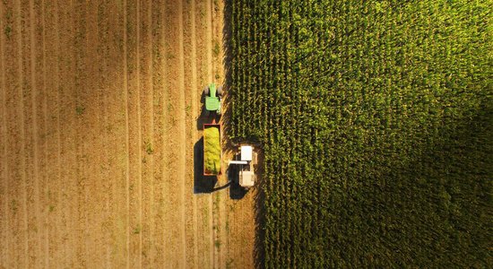 Vai maize šoruden kļūs par delikatesi? Zemnieki bažījas par ražu