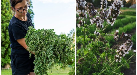 Apstākļu sakritība noveda pie lauka ar mētrām. Guna par uzdrīkstēšanos lēkt nezināmajā