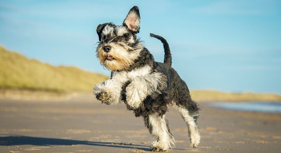 Выгуливать собак на пляже в Юрмале, вероятно, разрешат. Но только в несезон 