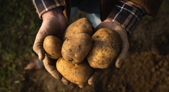 Kartupeļu talku laiks: atmiņas no senākiem laikiem un idejas, kā pacienāt talciniekus