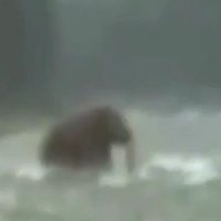 Sibīrijā, iespējams, nofilmēts dzīvs mamuts
