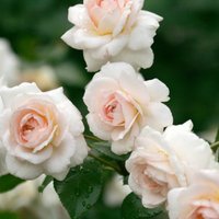 Augs ar raksturiņu: īsa pamācība rožu audzēšanā