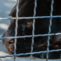 Par cietsirdību pret melno leopardu tiek pie kopumā 50 000 eiro naudas soda