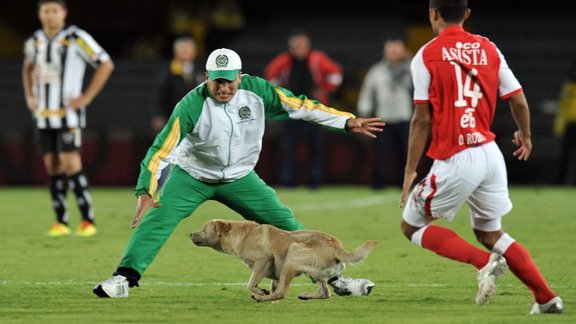 football dog