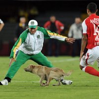 Собака укусила бразильского футболиста во время матча