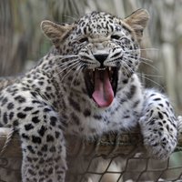 Женщина победила в получасовой схватке с леопардом