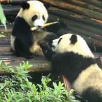 Video: Zaglīgs pandu lācēns nočiepj māsiņas bambusu