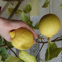 Foto: Zantes kultūras namā bagātīgi ražo 17 gadus vecs citronkoks
