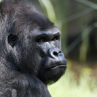 Gorilla ar akmeni met pa zoo apmeklētājiem
