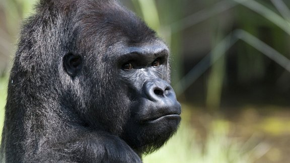 gorilla