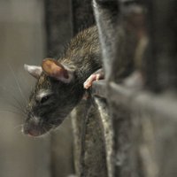 Многоэтажку в Плявниеках "оккупировали" крысы: Rīgas namu pārvaldnieks месяцами игнорирует проблему