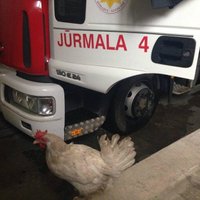 Курица-несушка из Слоки приехала в пожарной машине в депо