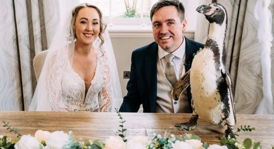 Video: Līgavainis kāzu dienā jauno sievu pārsteidz ar pingvīnu – gredzenu nesēju