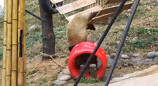 Video: Pandu lācis ampelējas un izkrīt no šūpolēm